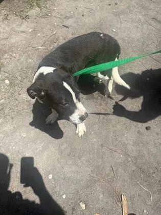 Stray/ Ne 2Nd St/ Available 7/