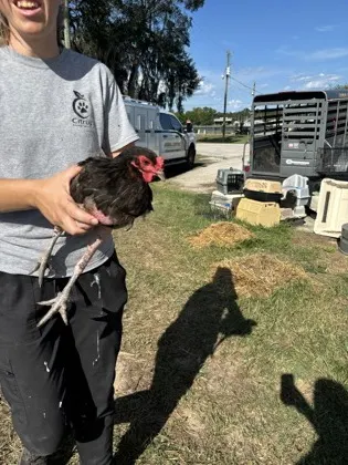 Chicken 29