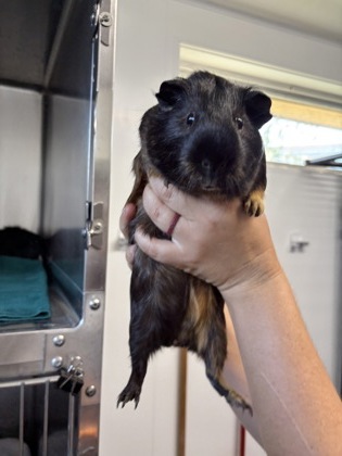Guinea Pig 4