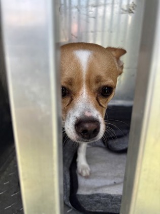 Stray N Palmer Way No Waitlist