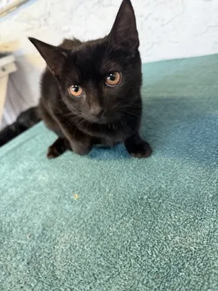 Sabrina