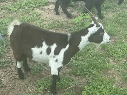 Goat