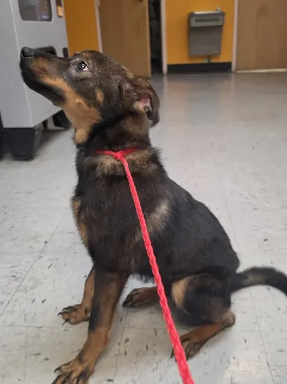 Stray Pleasant Grove Avail 10/