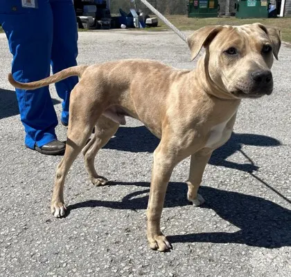 Stray-Reo- S Stonebrook Dr. Av