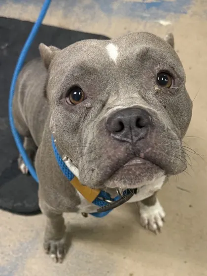 Stray/ N Morris Ave / Avail 10
