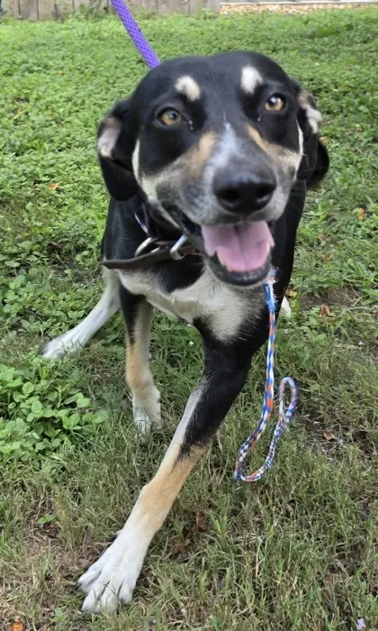 Stray Redding St Avail 8/29