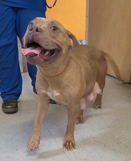 Stray Homosassa Trail Avail 7/
