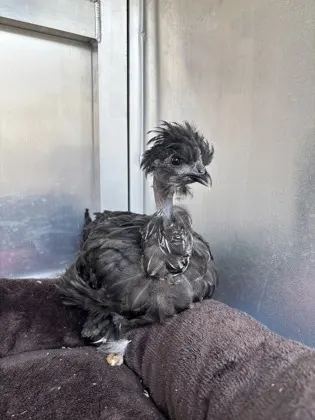 Chicken 18