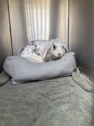 Bunny - W Roosevelt Blvd - 7/1