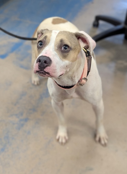 Piper