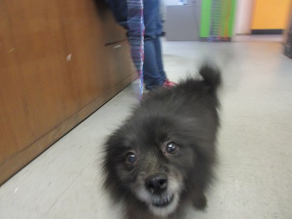 Stray/S Salisbury Terr/Avail 8