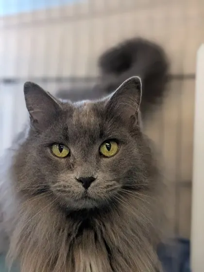 Gracie-Declawed