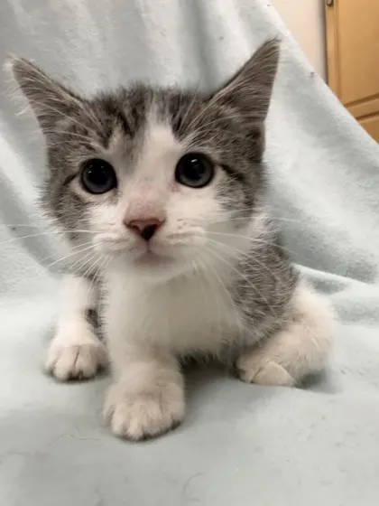 Ymca (Gold) Manx