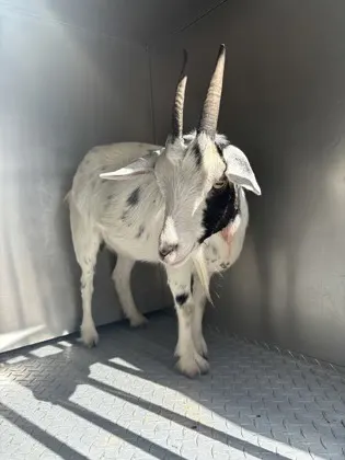 Goat
