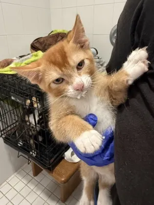 Cheeto