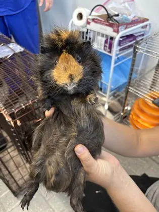 Guinea Pig 2