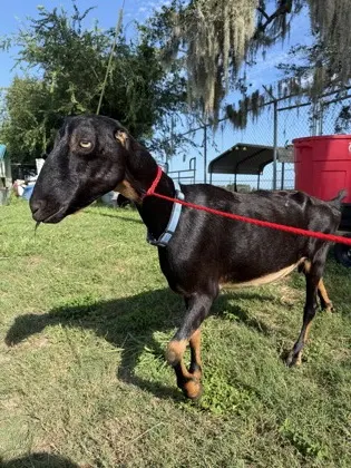 Dobie