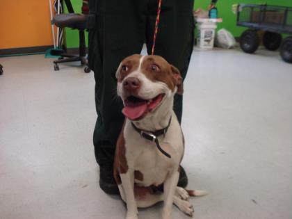 Stray-Daisy Avail-7/18