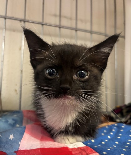 Lady Ophelia Von Tuxington