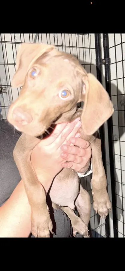 Stray / Puppy