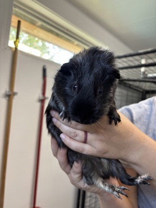 Guinea Pig 6