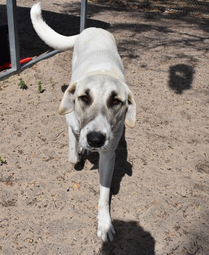 Stray"Priscilla(Purple Collar