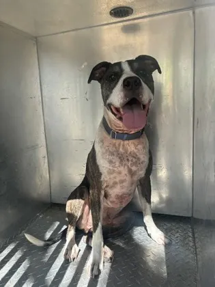 Kona-Stray/ Rainbow Oak T/ Av