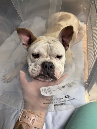 Stray-Piper Ln No Wl Ava 6/26
