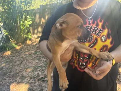 Pup2/ Glen St/ Available