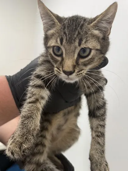 Easy St-Lecanto-Avail 7/30