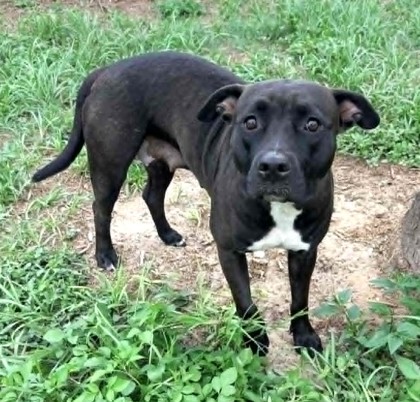 Stray Dollar Generel "Prada" A