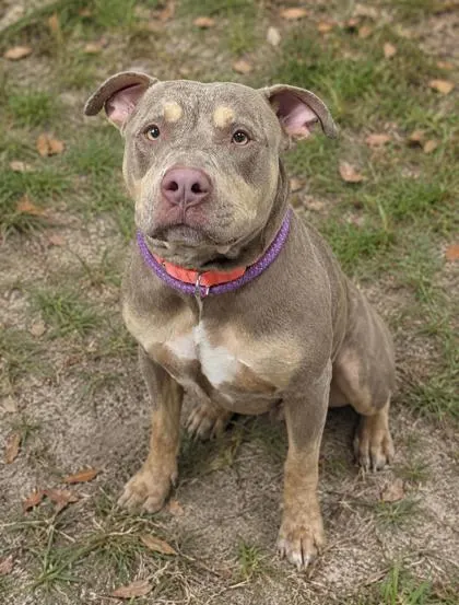 Stray/W Debra Ln/Avail 8/12