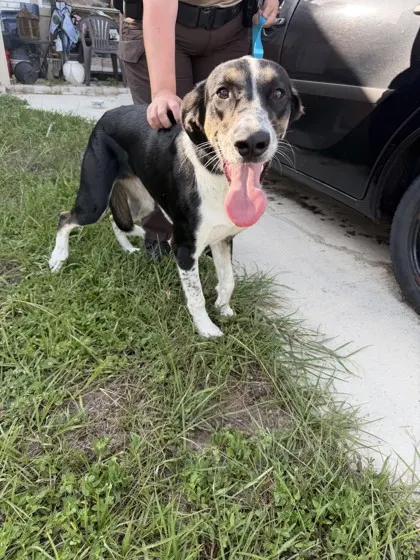 Stray-S Wadsworth Ave-Avail 8/