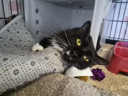 Loki
