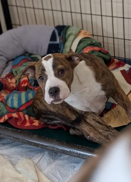 Stray-W Avacado St-Avail 8/5/2