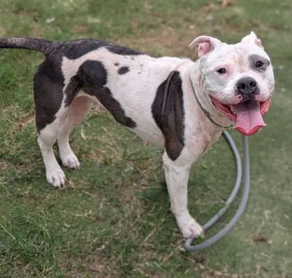 Stray/W Brandywine St/Avail 8/