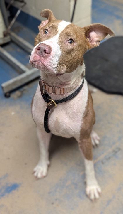 Nova