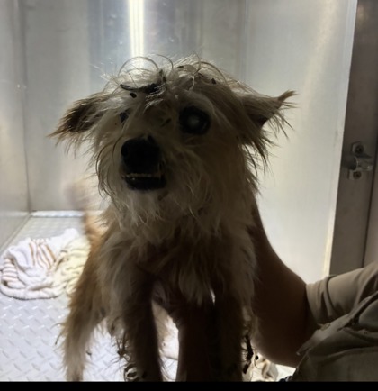 Stray/N Gettysburg Dr/Avail 10