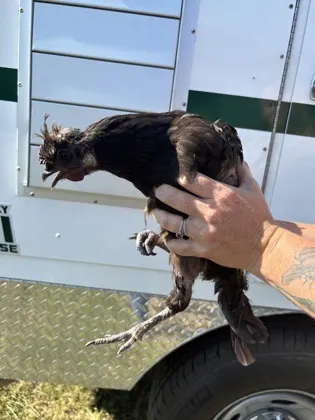 Chicken 9