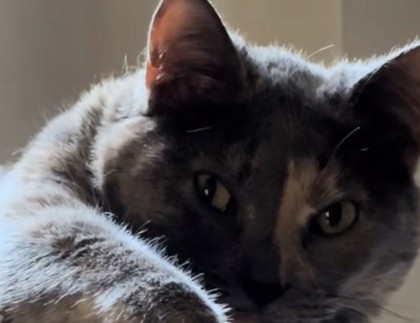 Bella