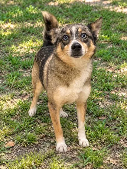 Sasha Coyote