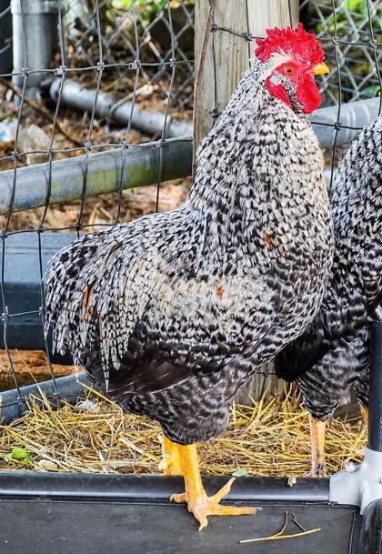 Sir Cluckington