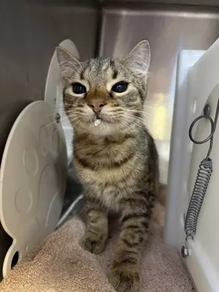 Tofu