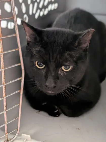 Blackie