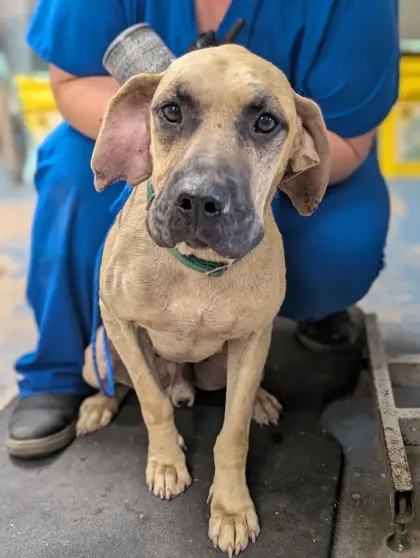 Stray E Highland Blvd/Avail 7/