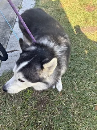 Stray - Malachi - S Lee Street