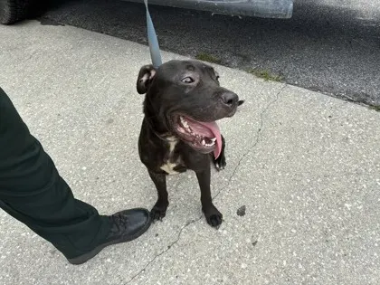 Stray/ Pine Dr/ Available 08/1