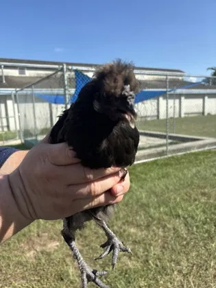 Chicken 4