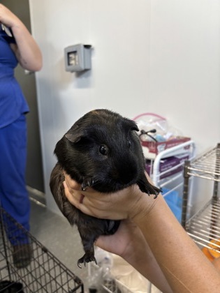 Guinea Pig 1