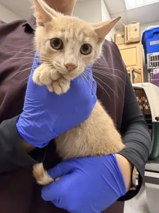 Tiny